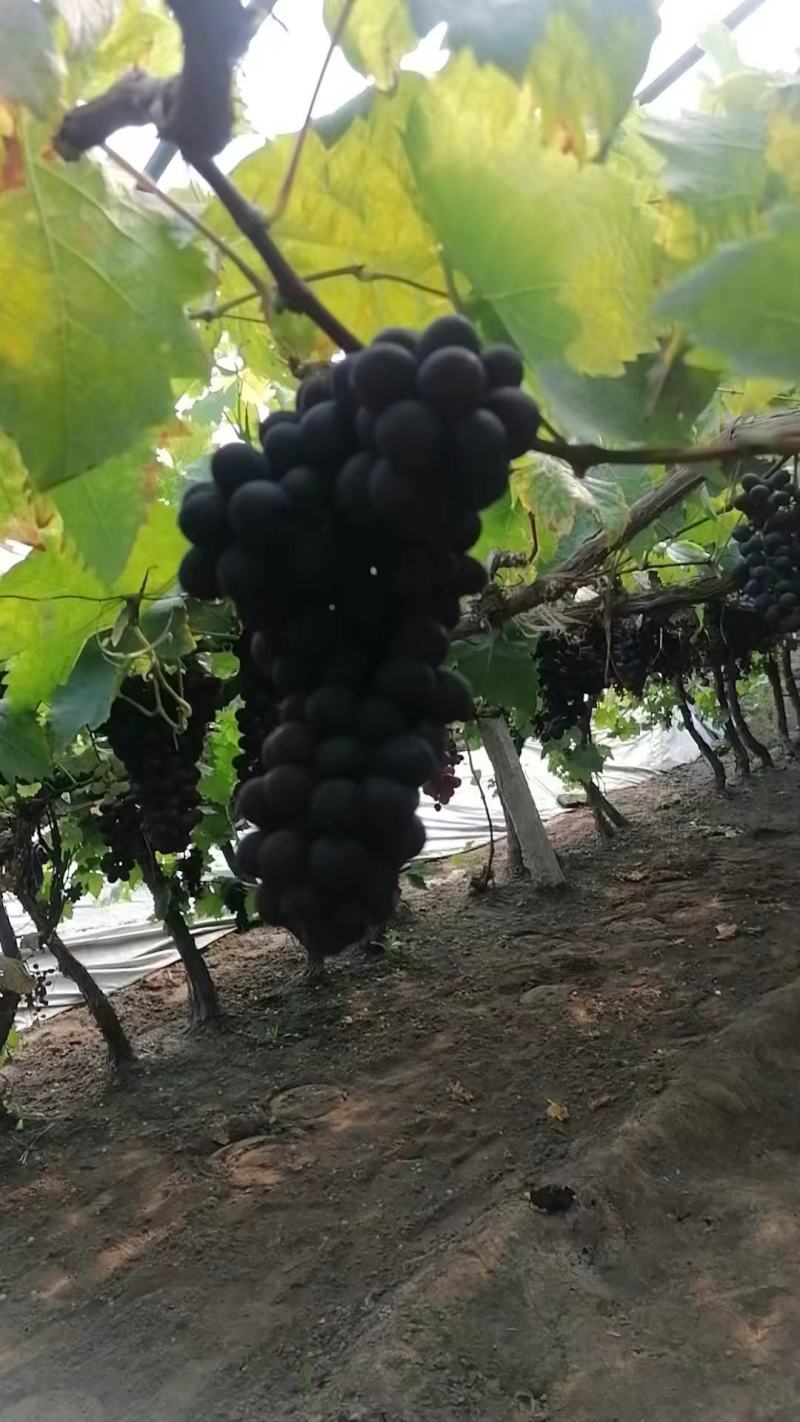 葡萄玫瑰香葡萄大量上市欢迎老板联系要货