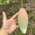 红象牙9号芒果统货、精品货上市【广西直供欢迎咨询订购】