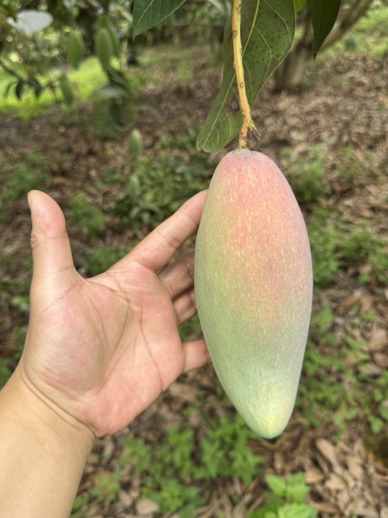 红象牙9号芒果统货、精品货上市【广西直供欢迎咨询订购】