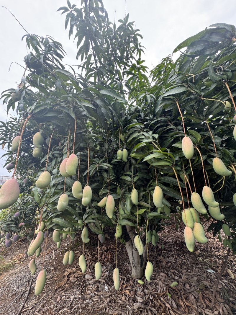 红象牙9号芒果统货、精品货上市【广西直供欢迎咨询订购】