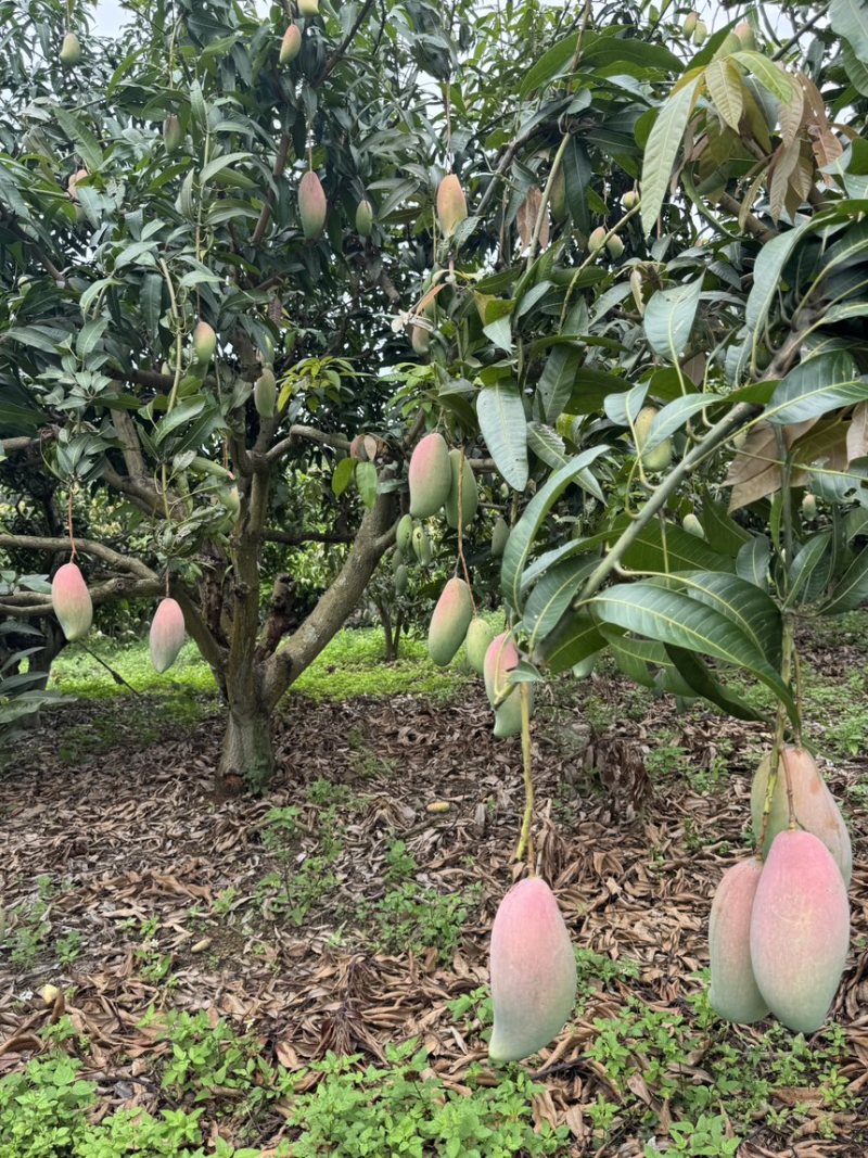 红象牙9号芒果统货、精品货上市【广西直供欢迎咨询订购】