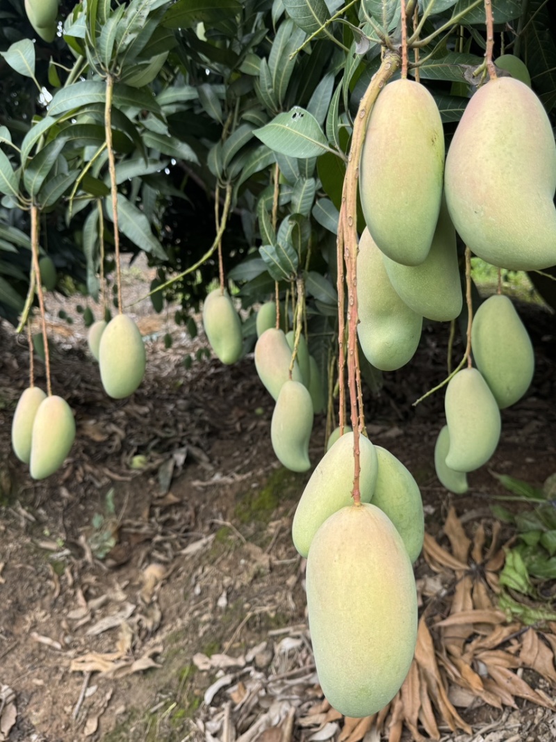 红象牙9号芒果统货、精品货上市【广西直供欢迎咨询订购】