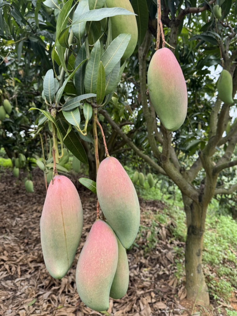 红象牙9号芒果统货、精品货上市【广西直供欢迎咨询订购】