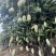红象牙9号芒果统货、精品货上市【广西直供欢迎咨询订购】