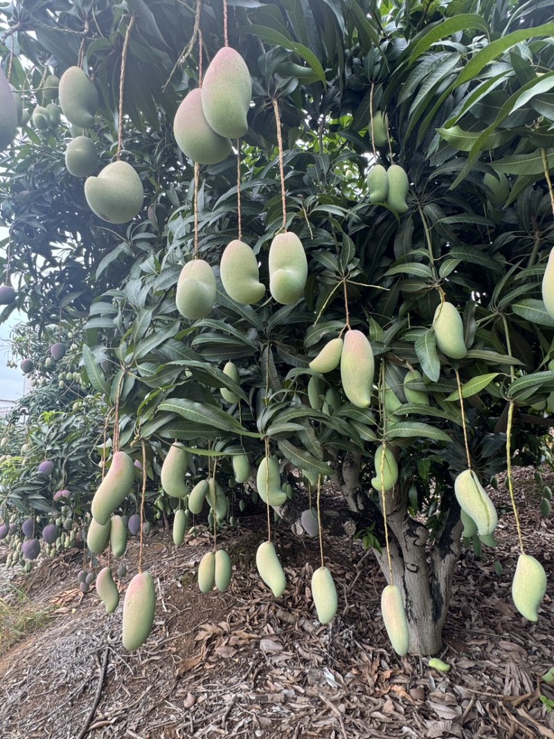 红象牙9号芒果统货、精品货上市【广西直供欢迎咨询订购】