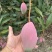 广西百色贵妃芒果（商品果、电商果）大量上市欢迎咨询实采购