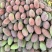 广西百色贵妃芒果（商品果、电商果）大量上市欢迎咨询实采购