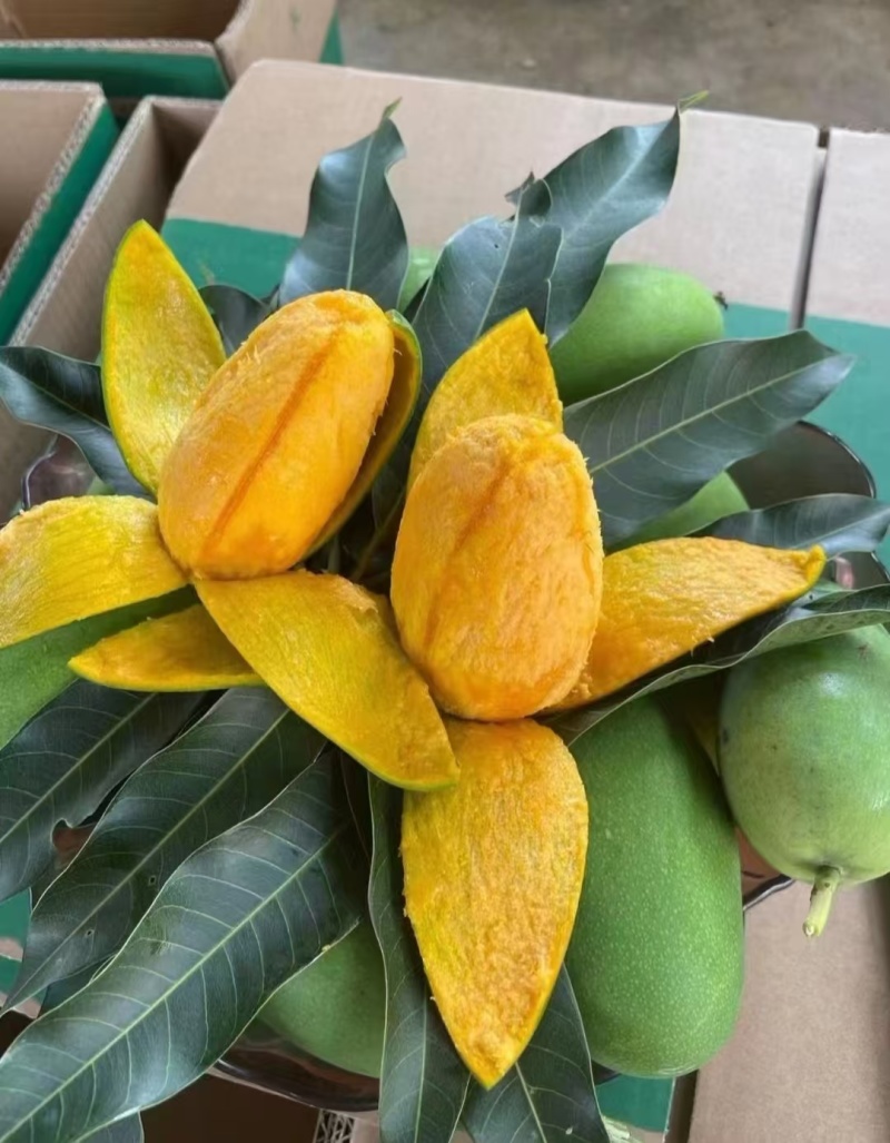 芒果鸡蛋芒
