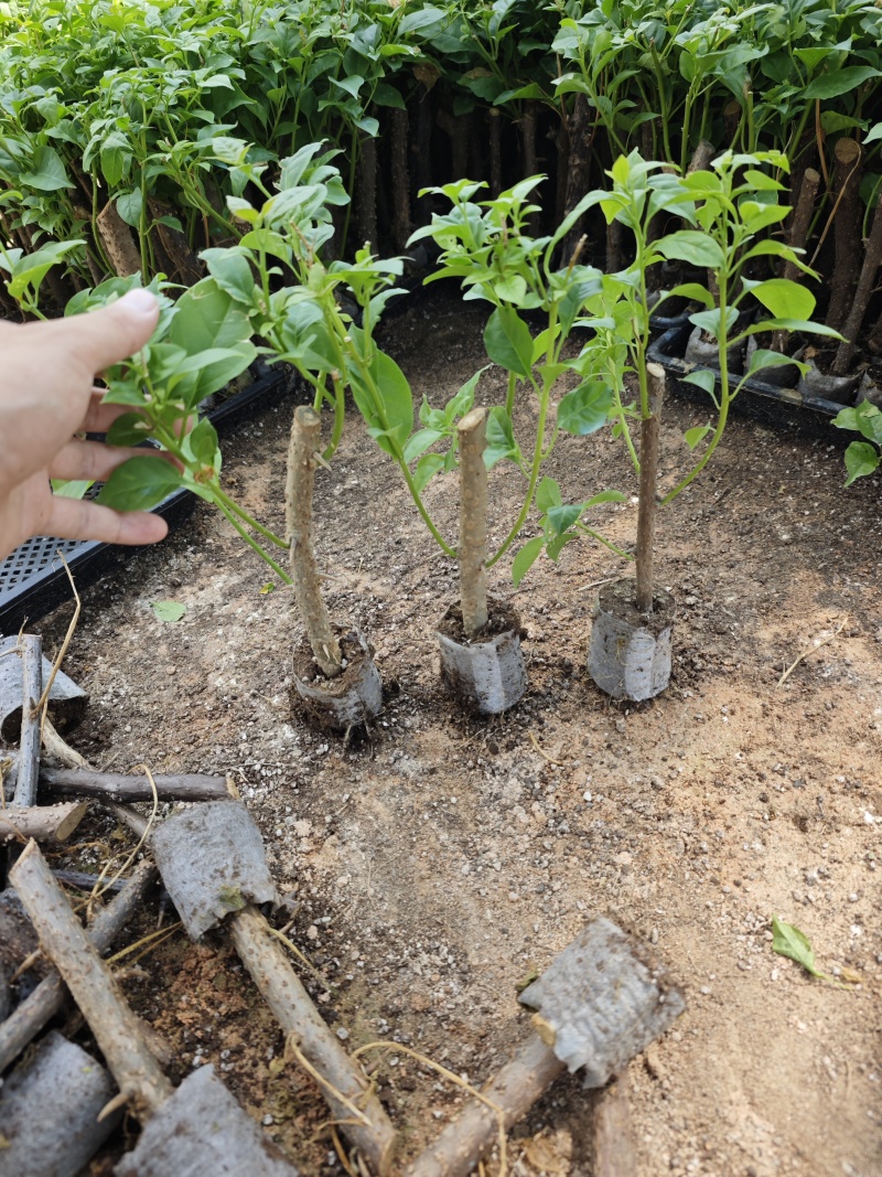 安格鲁三角梅袋苗杯苗基地大量现货批发
