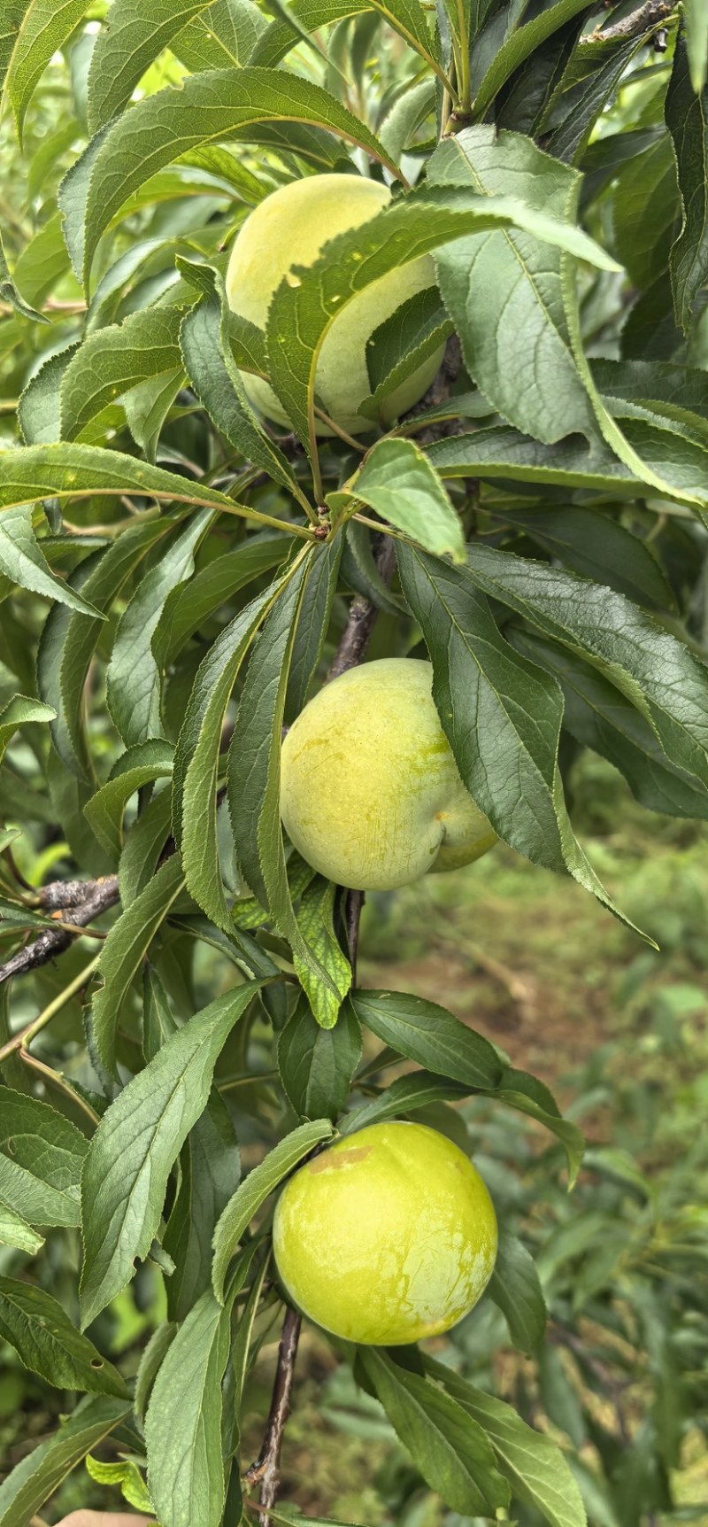 广东茂名信宜蜂蜜李自家果园品质保证欢迎老板来电选购