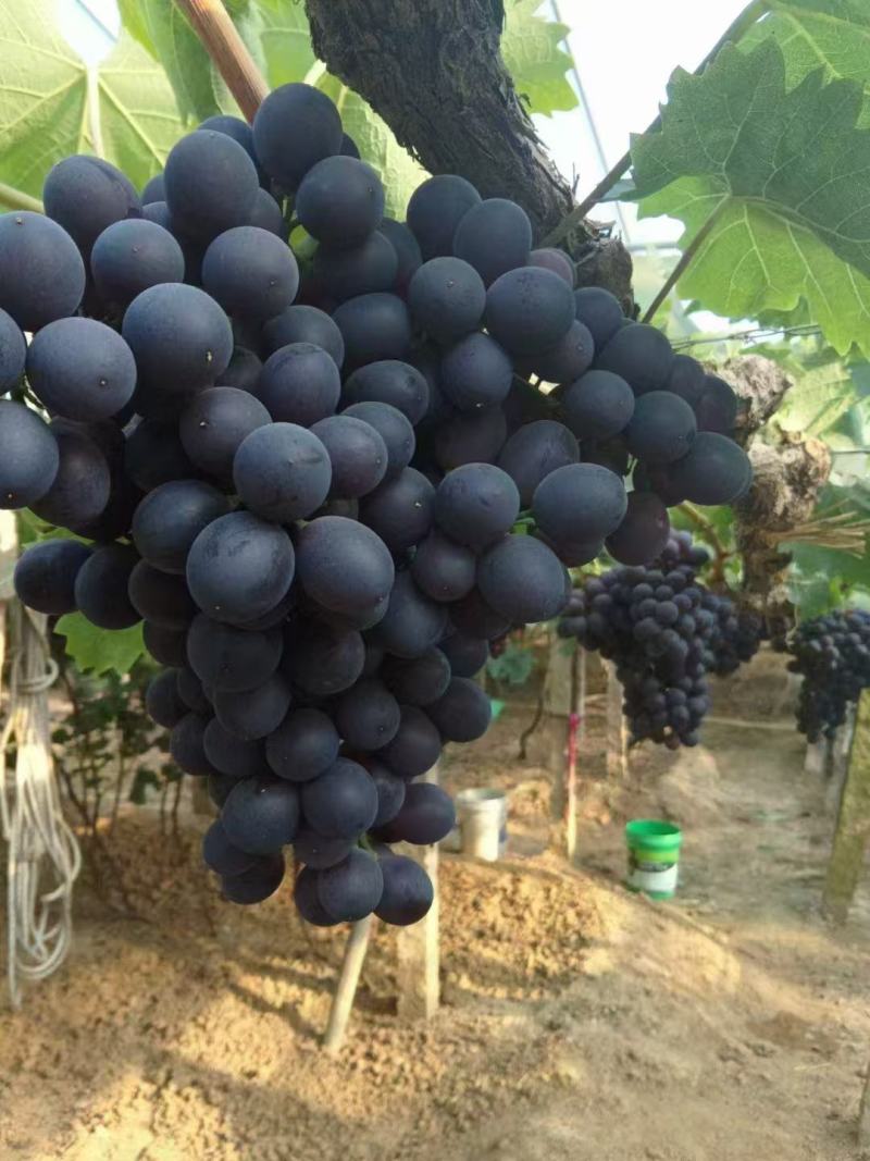 玫瑰香葡萄