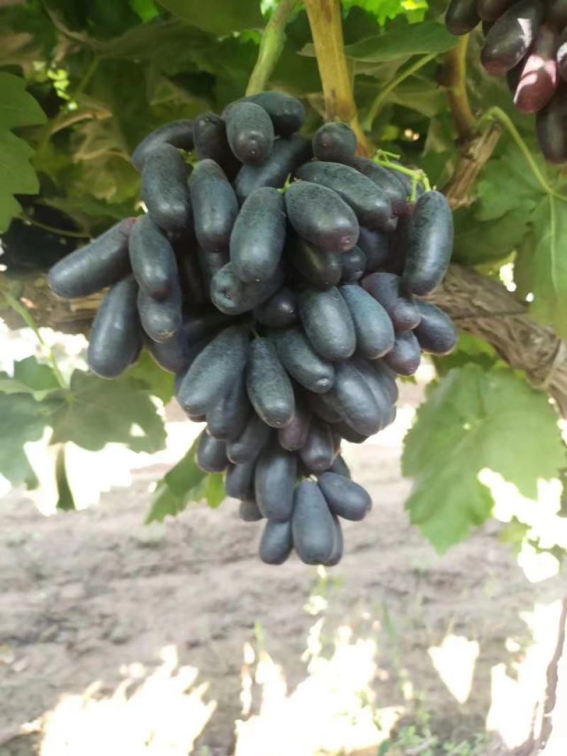 玫瑰香葡萄