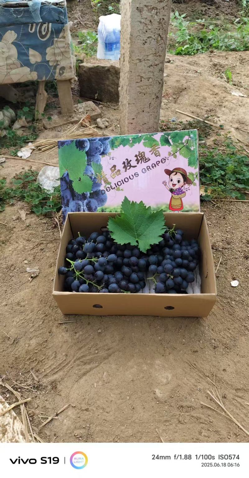 玫瑰香葡萄