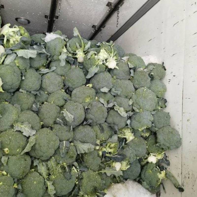 河北一级精品西兰花，河北A级西兰花，河北西兰花西蓝花