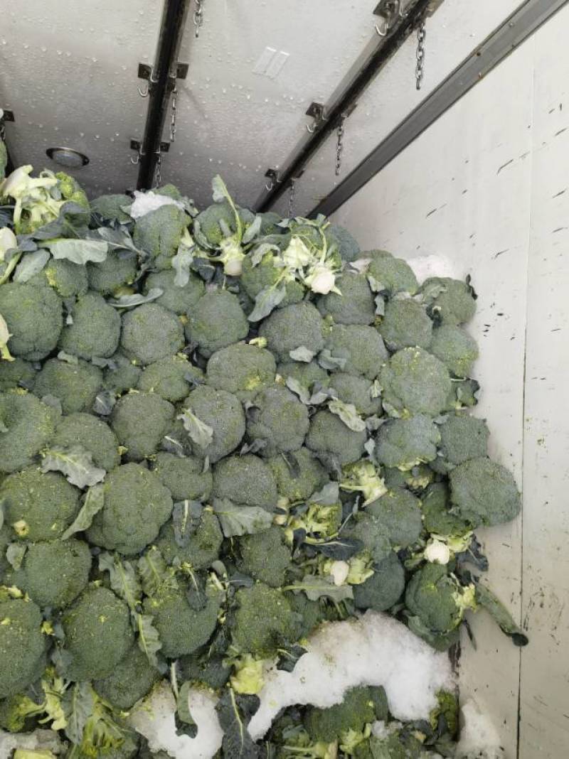 河北一级精品西兰花，河北A级西兰花，河北西兰花西蓝花