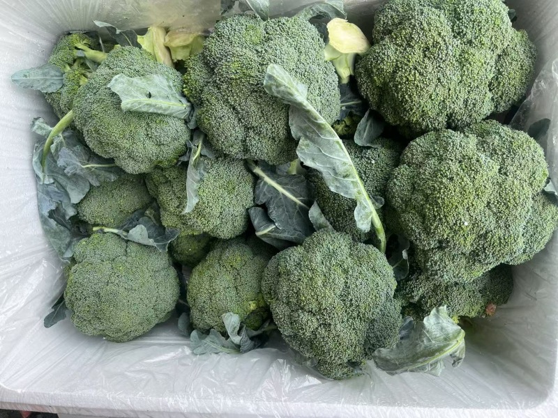河北一级精品西兰花，河北A级西兰花，河北西兰花西蓝花