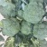 河北一级精品西兰花，河北A级西兰花，河北西兰花西蓝花