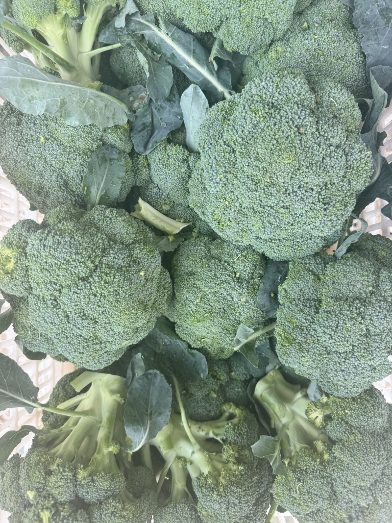 河北一级精品西兰花，河北A级西兰花，河北西兰花西蓝花