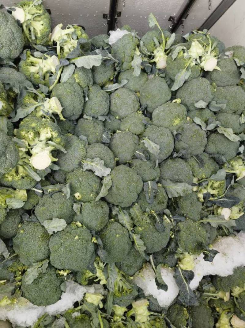 河北一级精品西兰花，河北A级西兰花，河北西兰花西蓝花