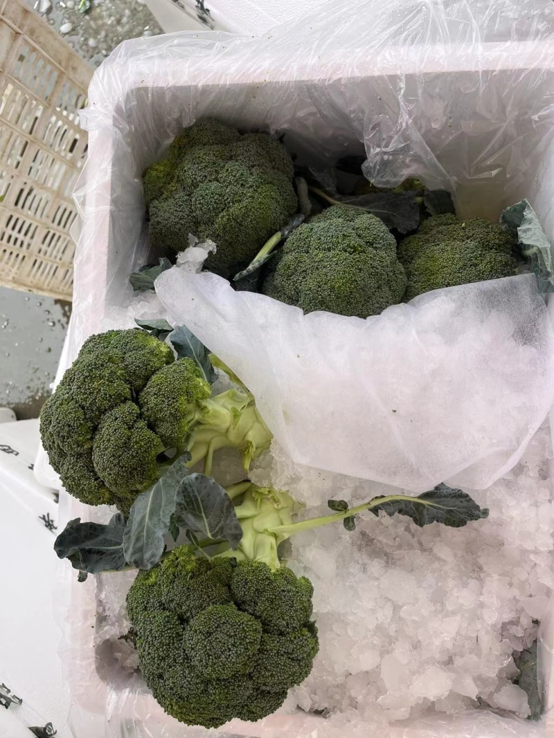 河北一级精品西兰花，河北A级西兰花，河北西兰花西蓝花