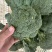 河北一级精品西兰花，河北A级西兰花，河北西兰花西蓝花