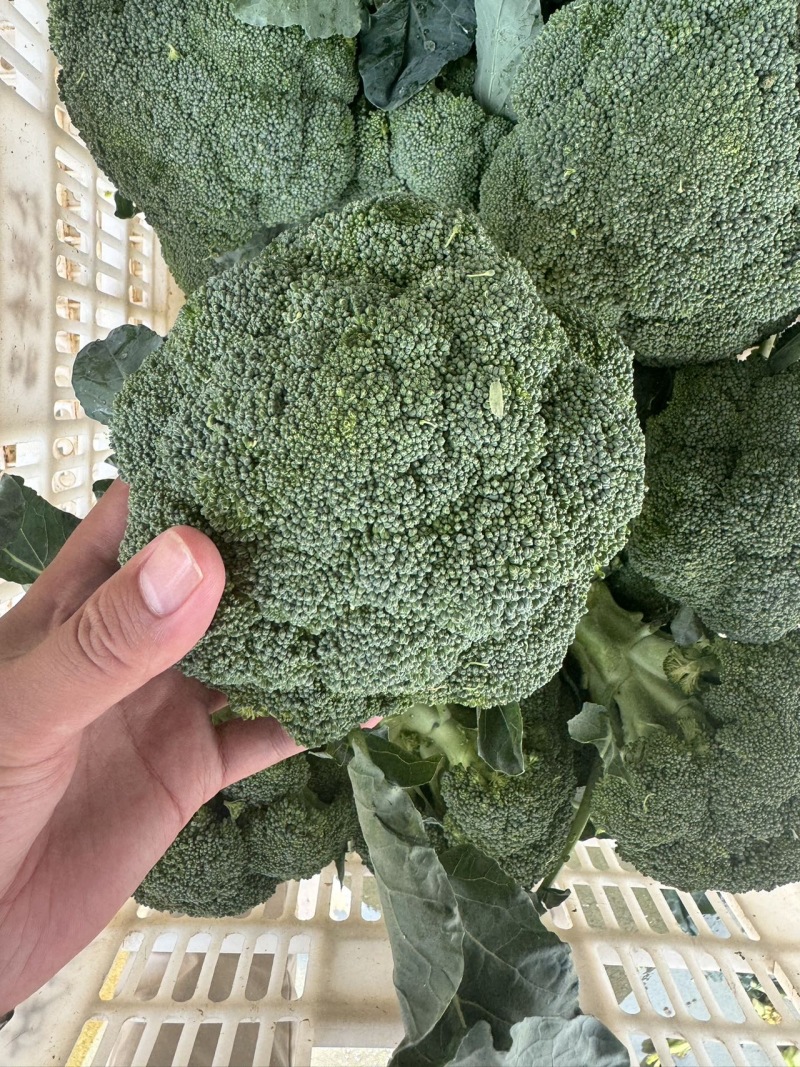 河北一级精品西兰花，河北A级西兰花，河北西兰花西蓝花