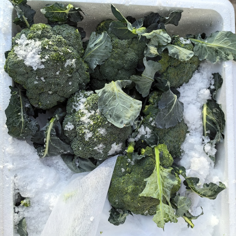 河北一级精品西兰花，河北A级西兰花，河北西兰花西蓝花