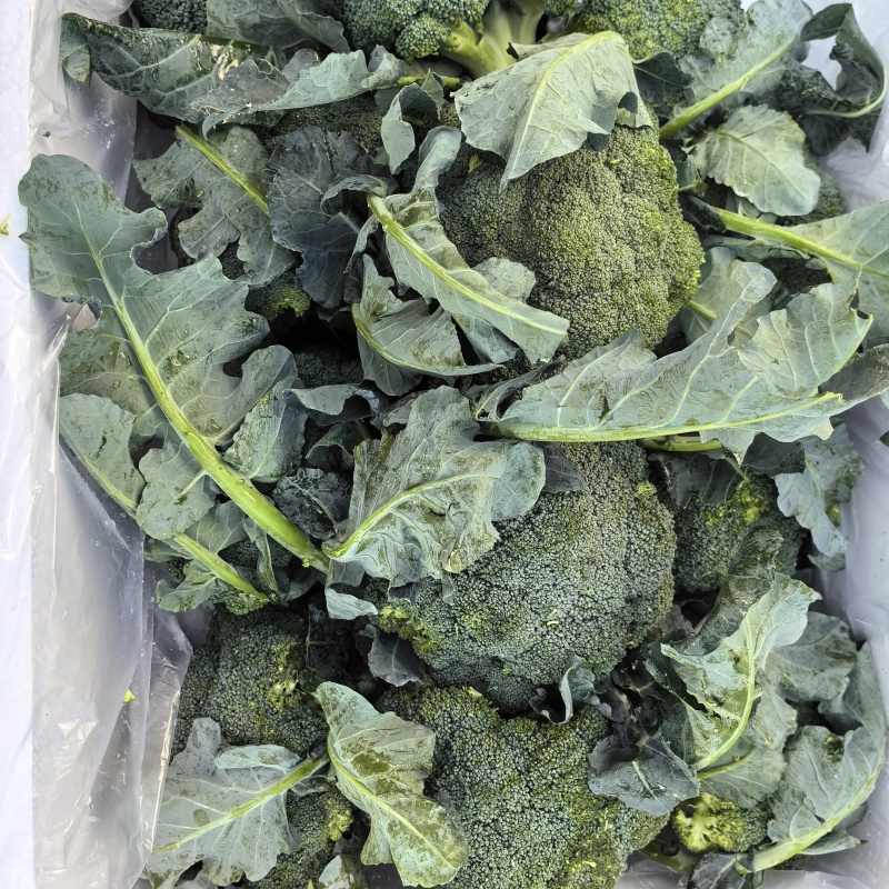 河北一级精品西兰花，河北A级西兰花，河北西兰花西蓝花