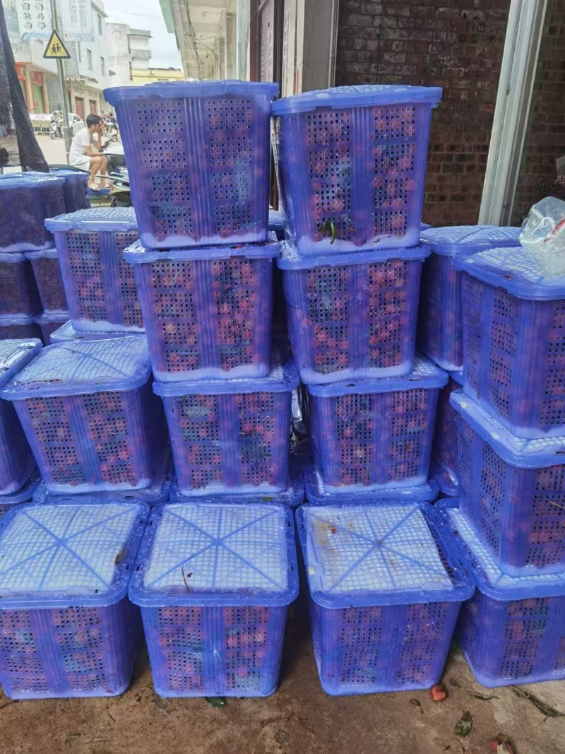 大量黑叶