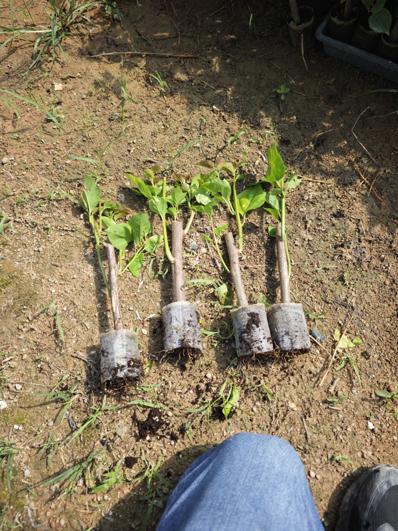 潮州红同安红塔紫福建袋苗无纺布三角梅基地批发