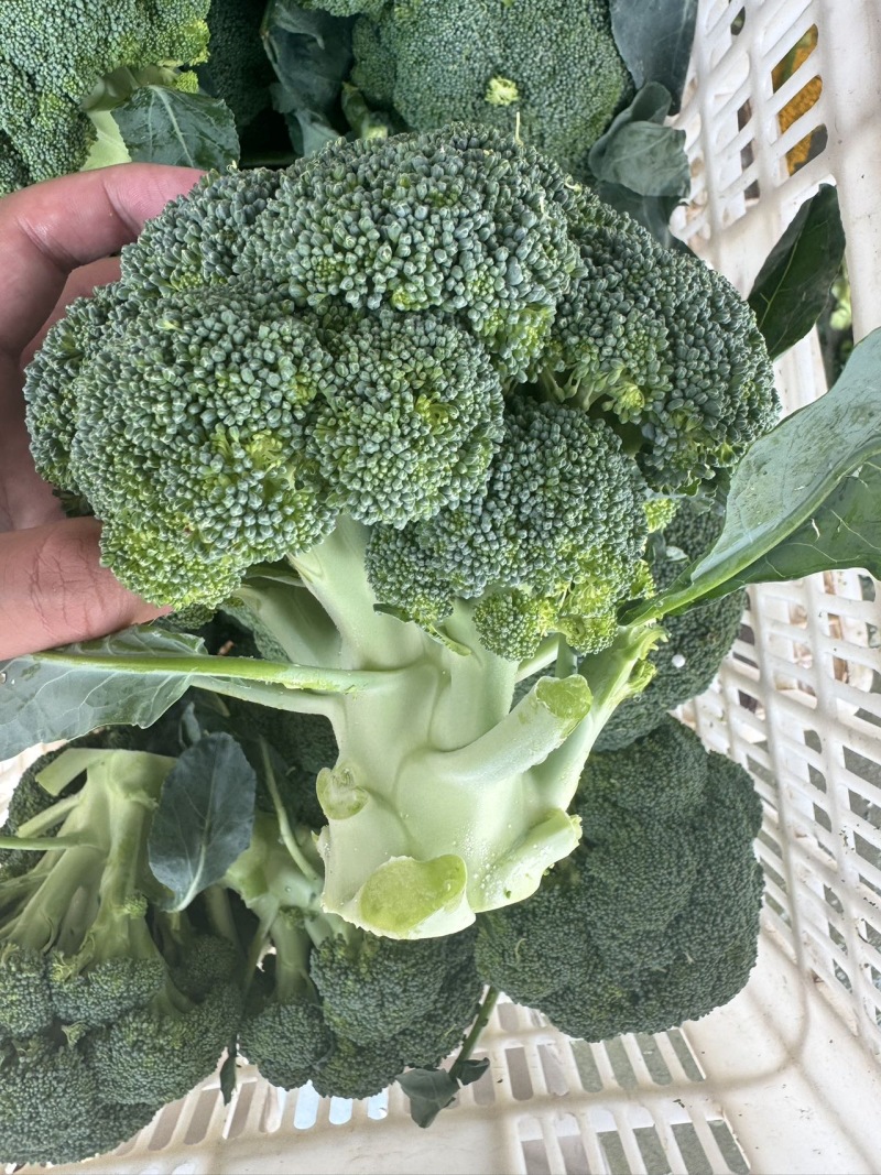 江苏一级西兰花，江苏A级精品西兰花，江苏一级西兰花西蓝花