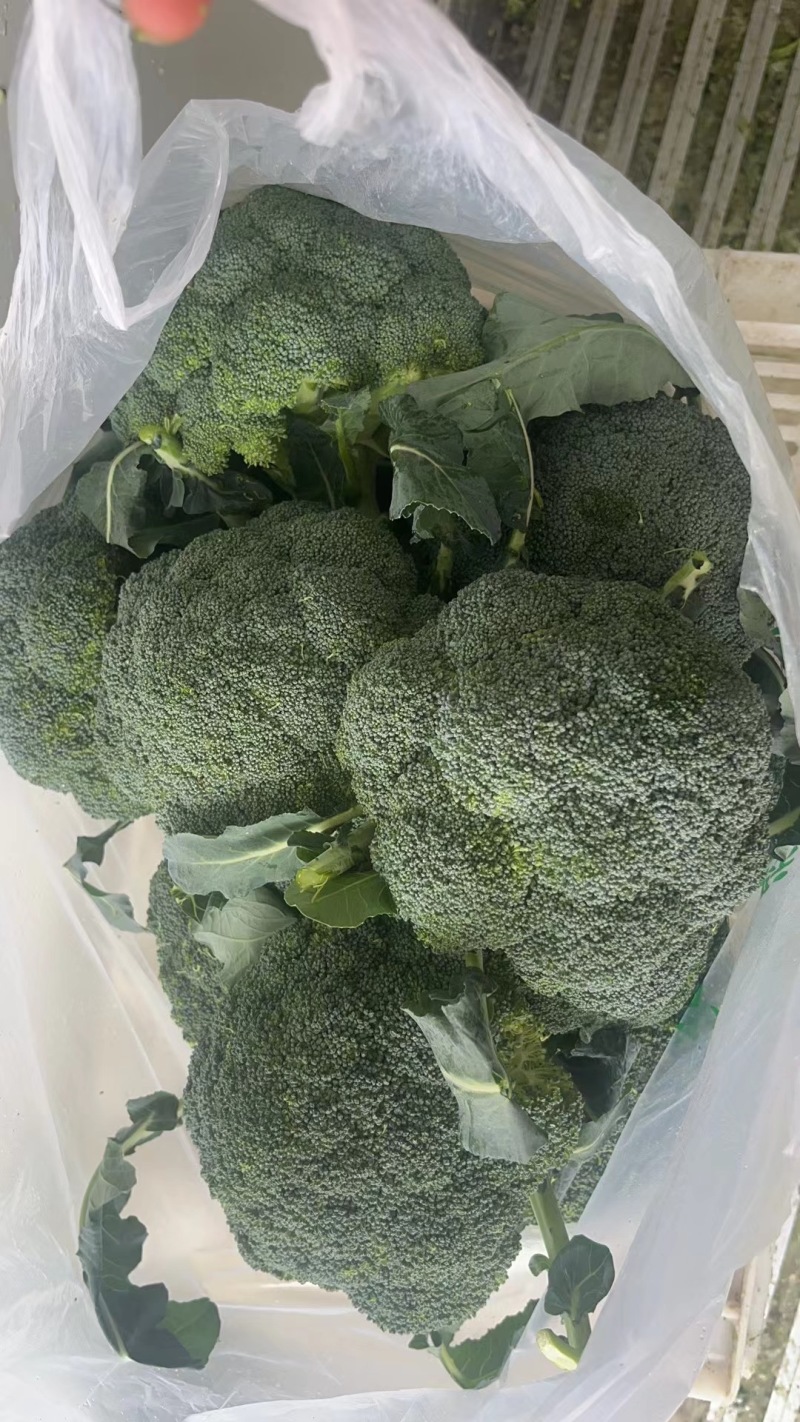 江苏一级西兰花，江苏A级精品西兰花，江苏一级西兰花西蓝花