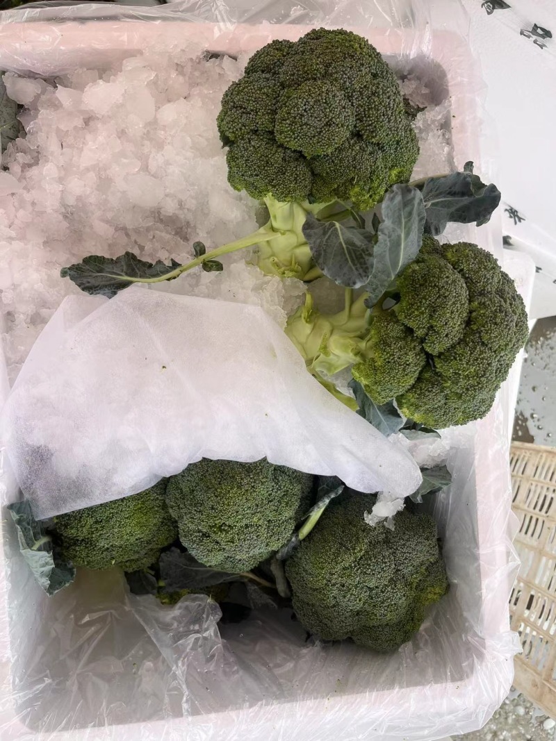 江苏一级西兰花，江苏A级精品西兰花，江苏一级西兰花西蓝花