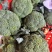 江苏一级西兰花，江苏A级精品西兰花，江苏一级西兰花西蓝花