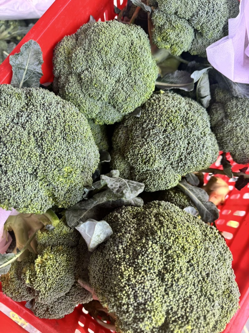 江苏一级西兰花，江苏A级精品西兰花，江苏一级西兰花西蓝花