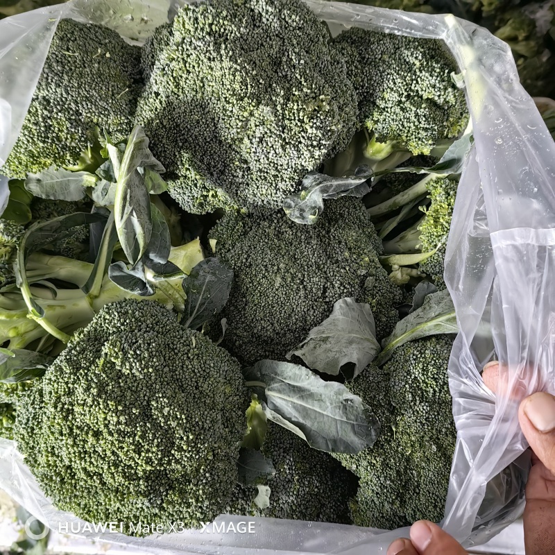 江苏一级西兰花，江苏A级精品西兰花，江苏一级西兰花西蓝花