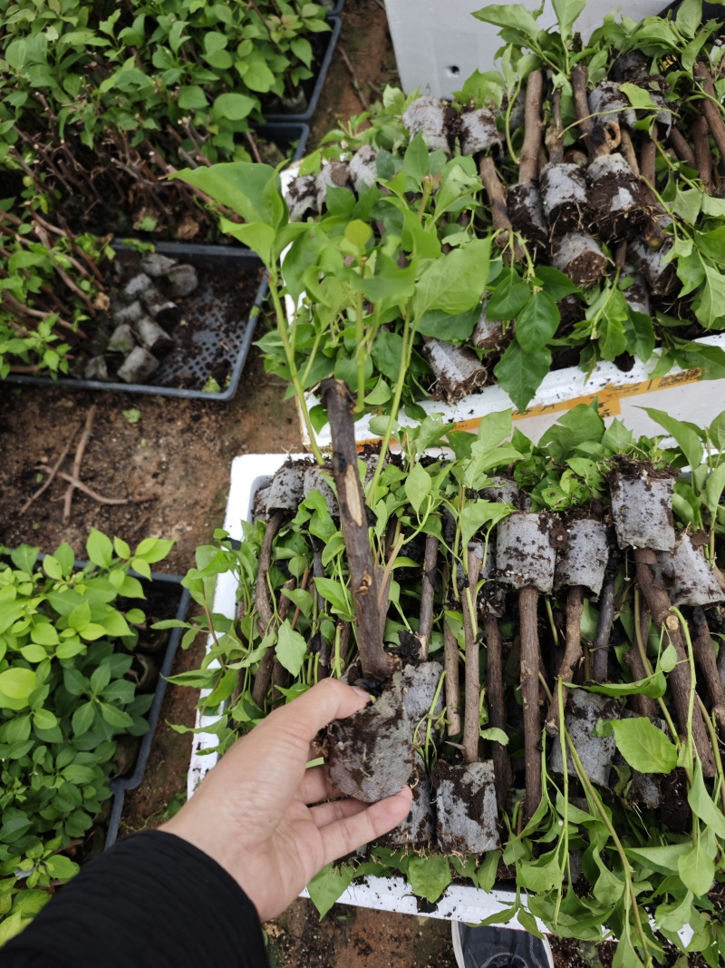 水红三角梅四季红三角梅三角梅小苗基地批发