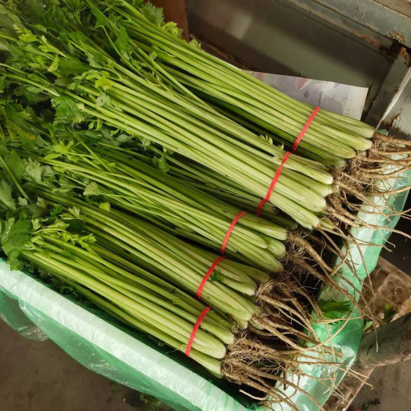 精品山芹阳谷小香芹芹菜货源稳定常年供应代收代发全国