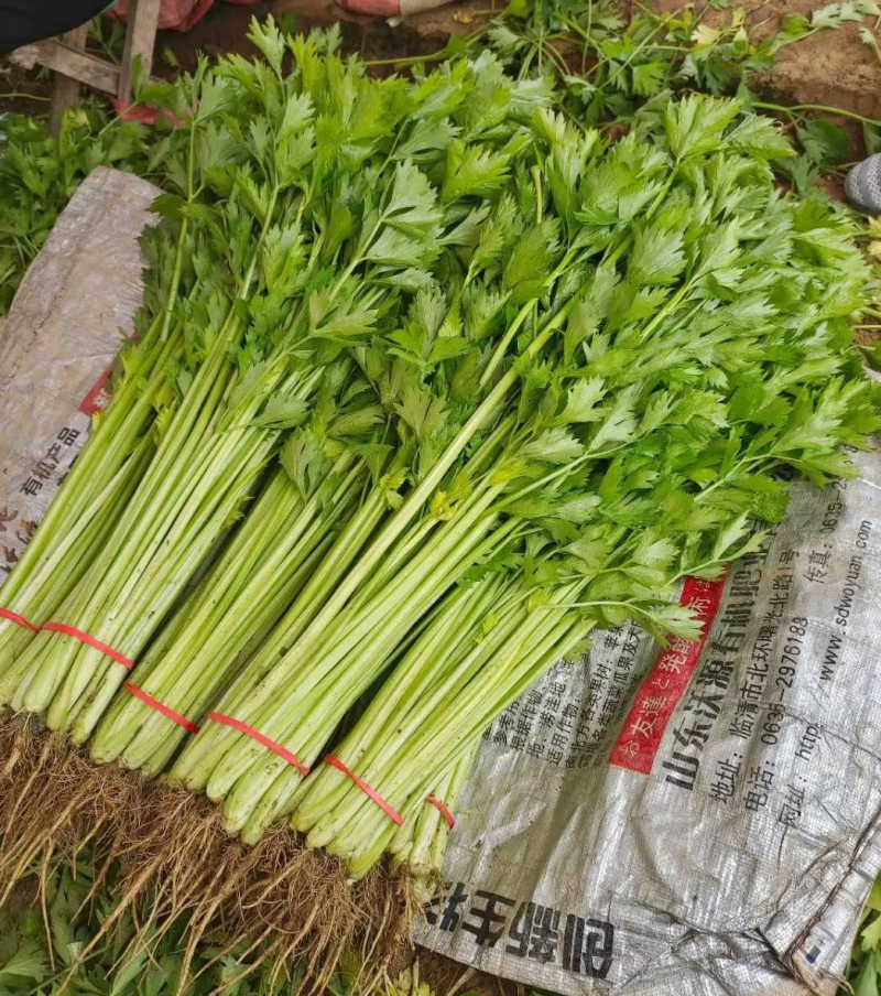 精品山芹阳谷小香芹芹菜货源稳定常年供应代收代发全国