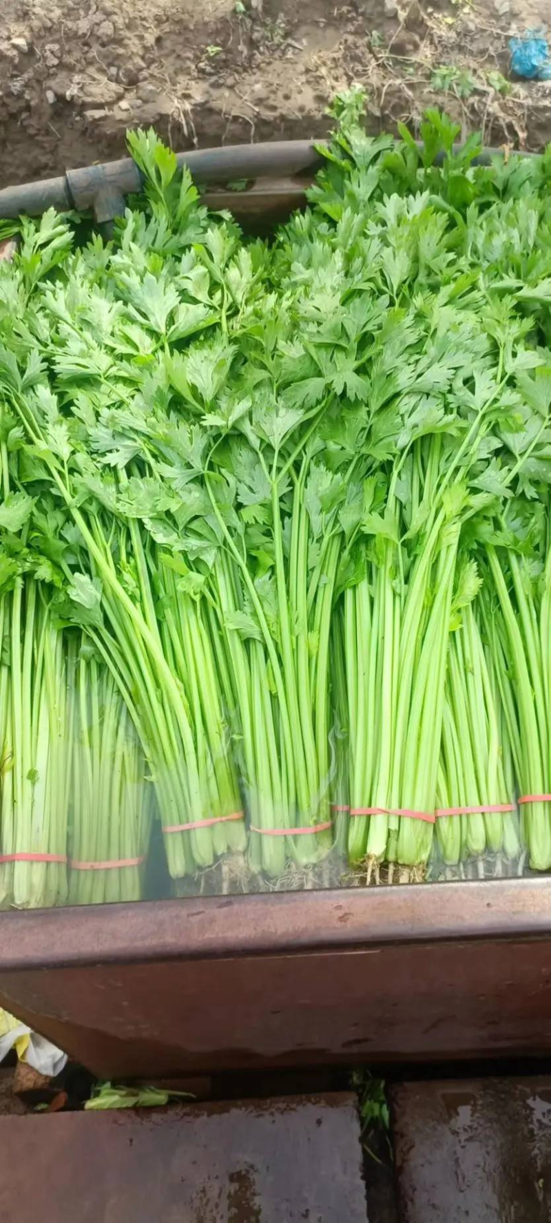 精品山芹阳谷小香芹芹菜货源稳定常年供应代收代发全国