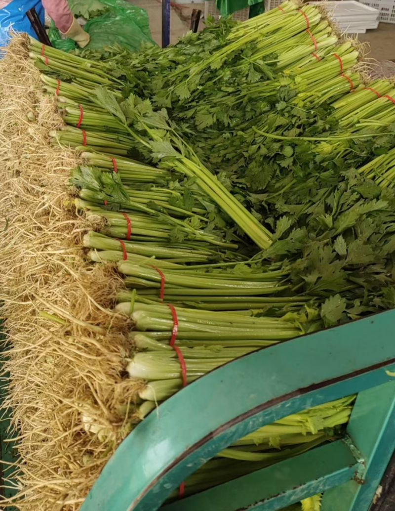 精品山芹阳谷小香芹芹菜货源稳定常年供应代收代发全国