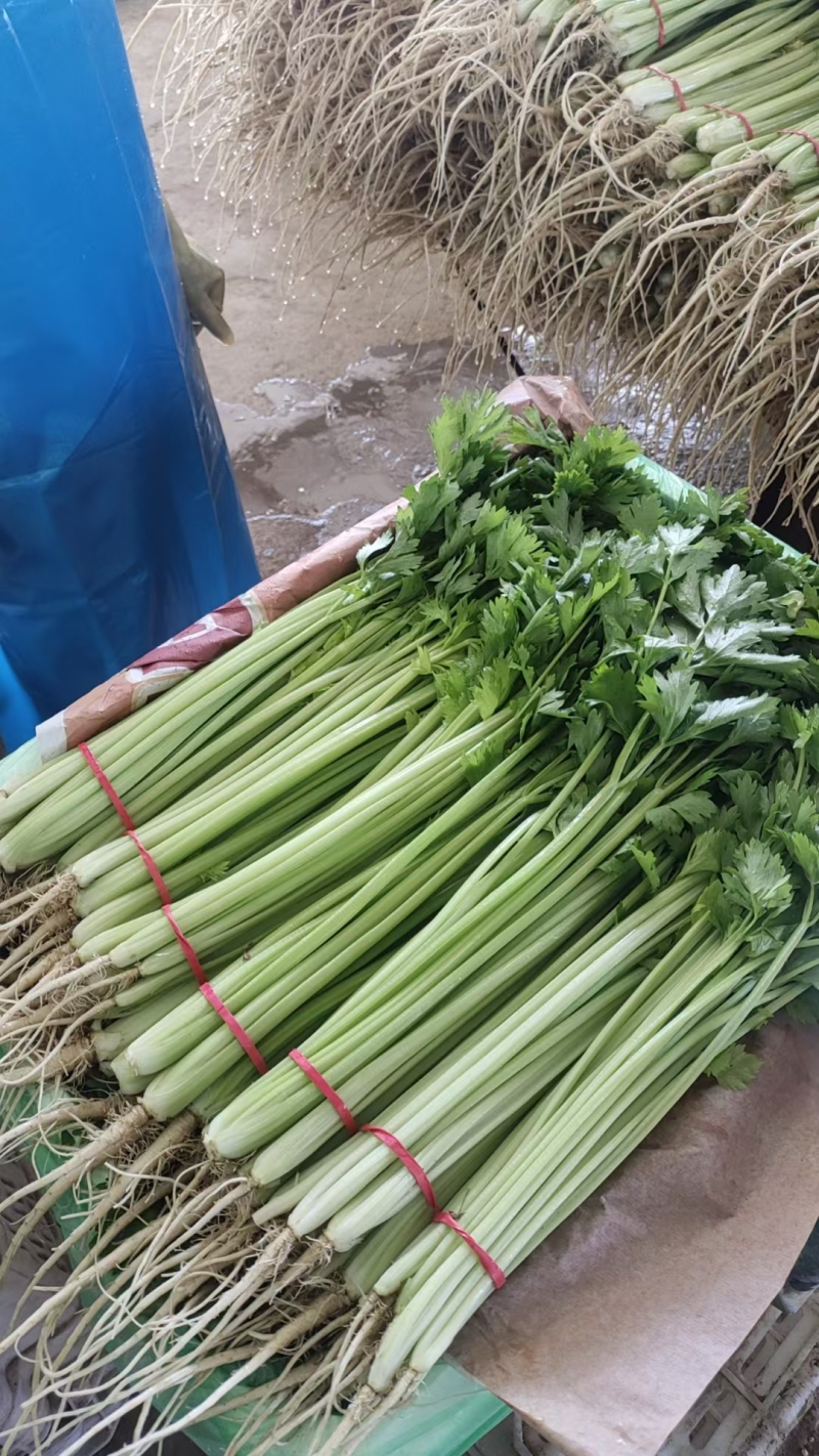 精品山芹阳谷小香芹芹菜货源稳定常年供应代收代发全国