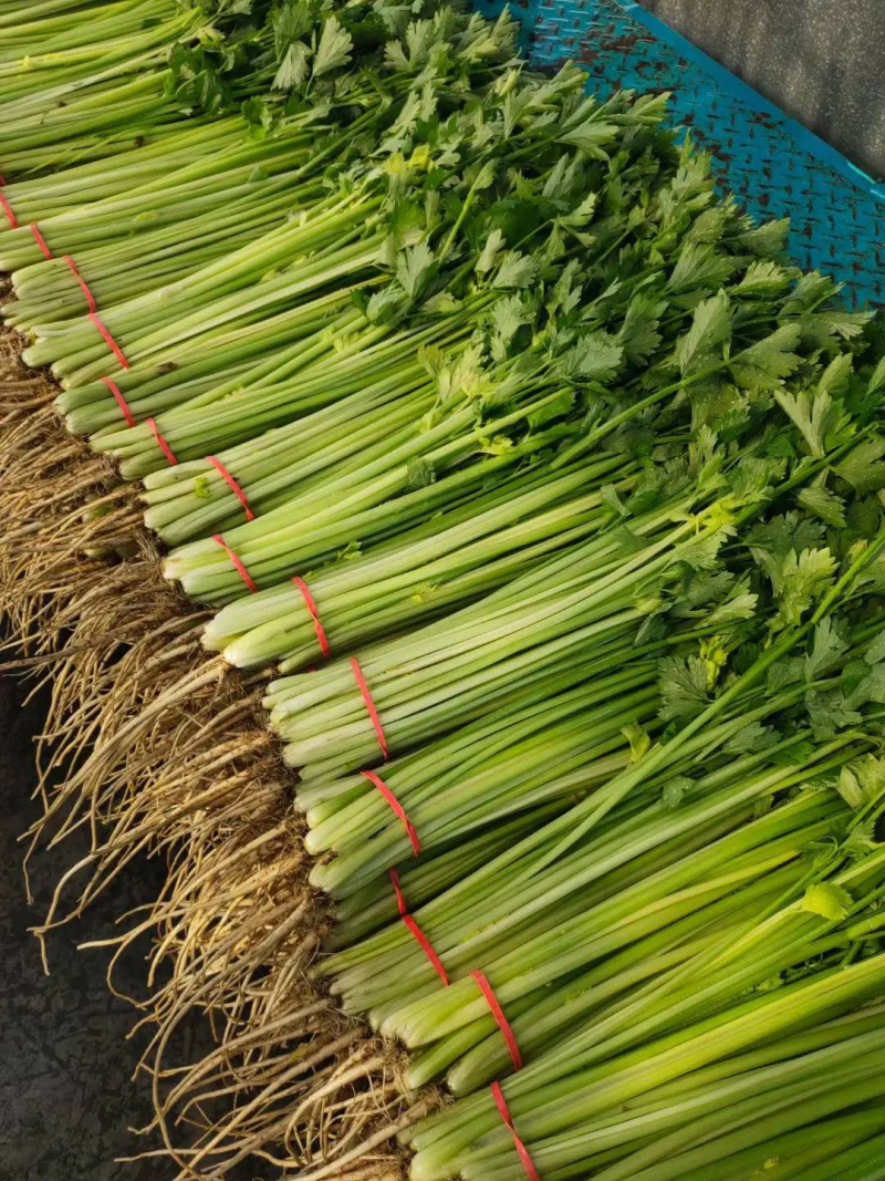 精品山芹阳谷小香芹芹菜货源稳定常年供应代收代发全国