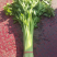 精品山芹阳谷小香芹芹菜货源稳定常年供应代收代发全国