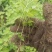 白首乌苗子，隔山撬种苗四川乐山高山高品质种苗滋补佳品