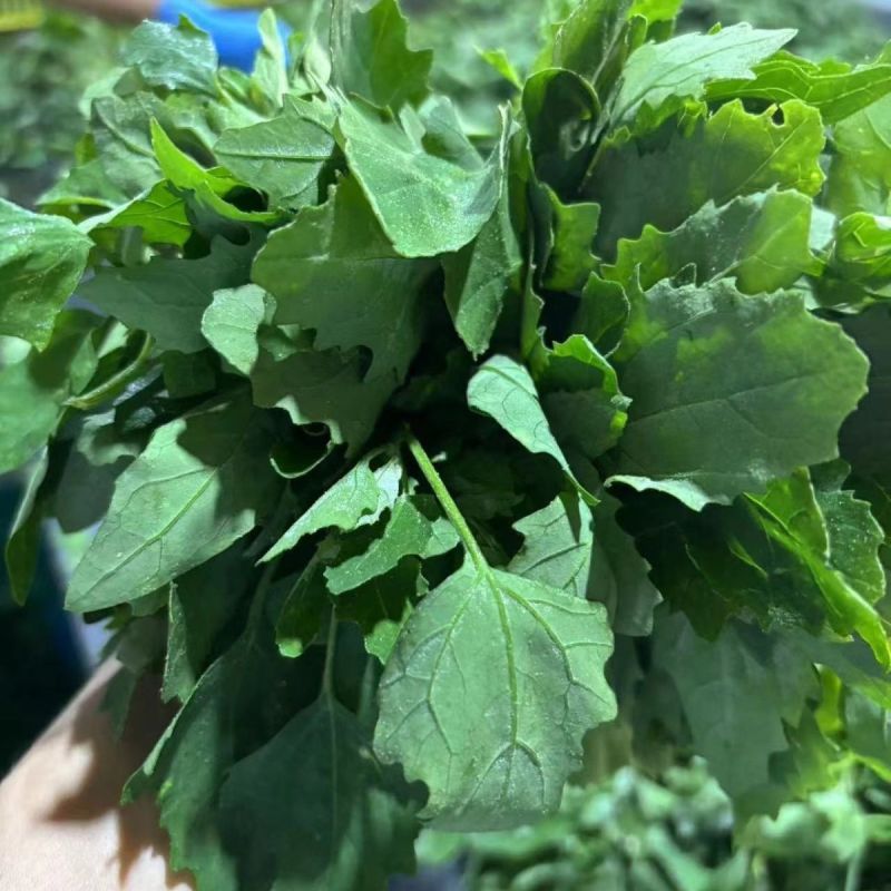 【推荐】河南灰灰菜速冻灰灰菜净菜品质保障对接全国