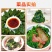 【推荐】河南灰灰菜速冻灰灰菜净菜品质保障对接全国