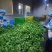 【推荐】河南灰灰菜速冻灰灰菜净菜品质保障对接全国