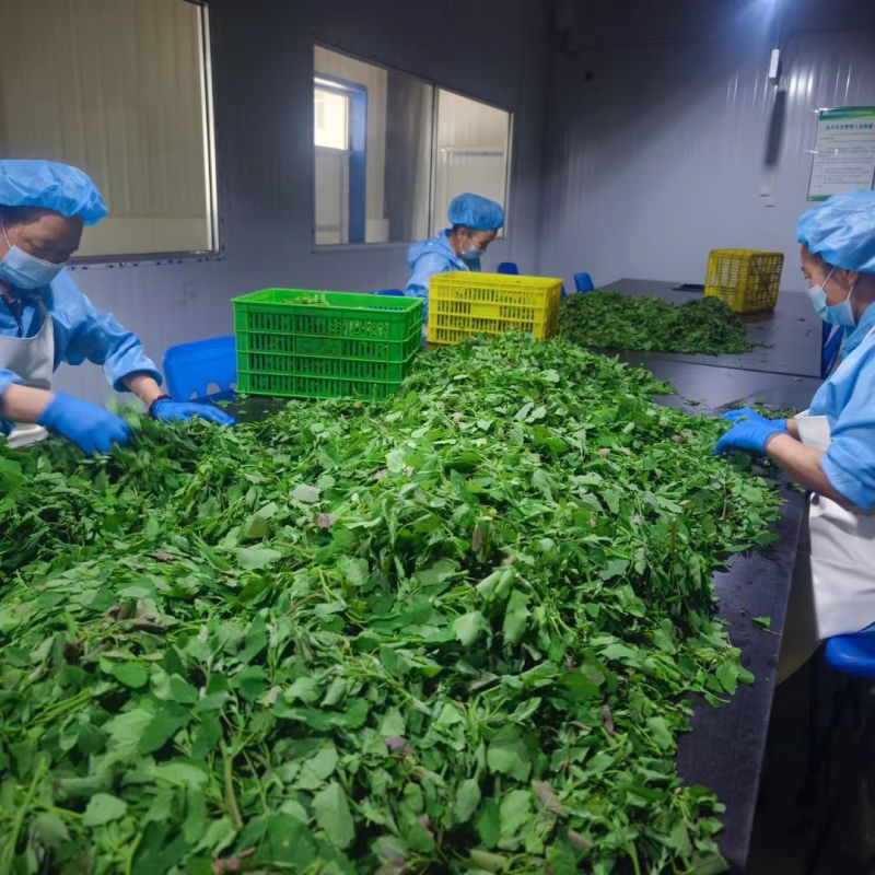 【推荐】河南灰灰菜速冻灰灰菜净菜品质保障对接全国