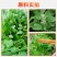 【推荐】河南灰灰菜速冻灰灰菜净菜品质保障对接全国